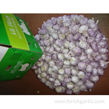 Normal White Garlic 5.0-5.5cm New Crop